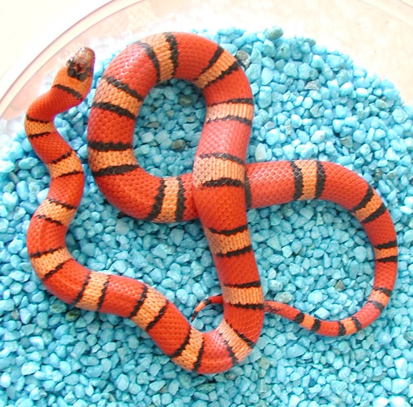 Heterozygous albino Coral Pastel Kingsnake