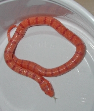 Albino Tropical Pink Pastel Kingsnake yr2005 male #3