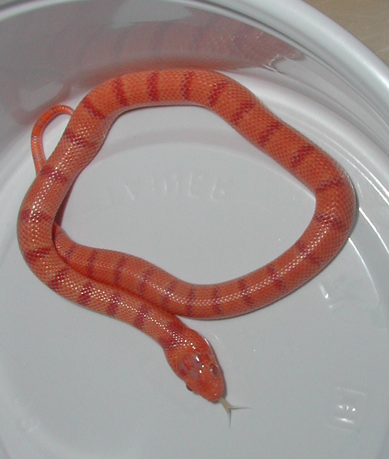 Albino Tropical Pink Pastel Kingsnake yr2005 male #3