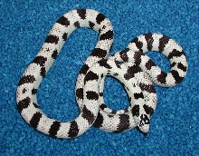 Adult Male Clark County 50-50 California Kingsnake