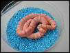 Albino Tropical Pink Pastel Kingsnake