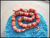Albino Coral Pastel Kingsnake