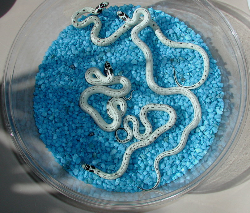 80% to 95% Snow California Kingsnakes