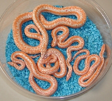 Albino Coastal Rosys