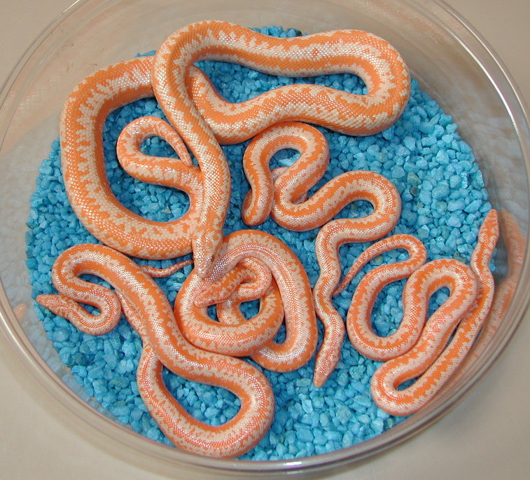 Albino Coastal Rosys