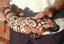 H. s. cinctum #1