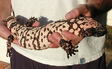 H. s. cinctum #1