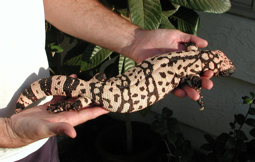 H. s. cinctum #1