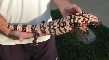 H. s. cinctum #2