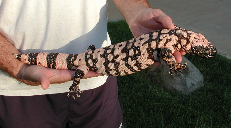 H. s. cinctum #2