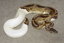Parental male Piebald