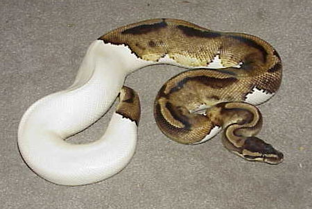 Parental male Piebald