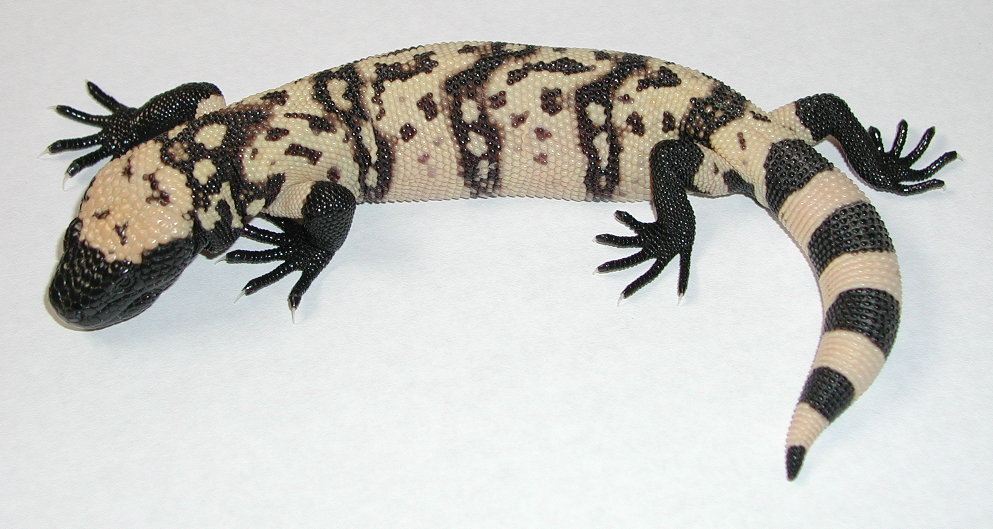 yr2004 Utah Banded Gila