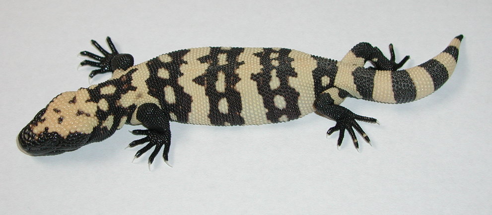 yr2004 Utah Banded Gila