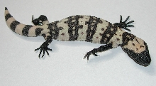 yr2004 Utah Banded Gila