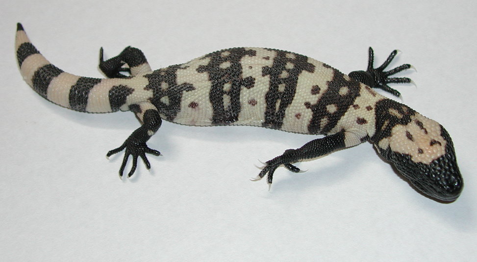 yr2004 Utah Banded Gila