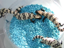 yr2002 Utah Banded Gila hatchlings