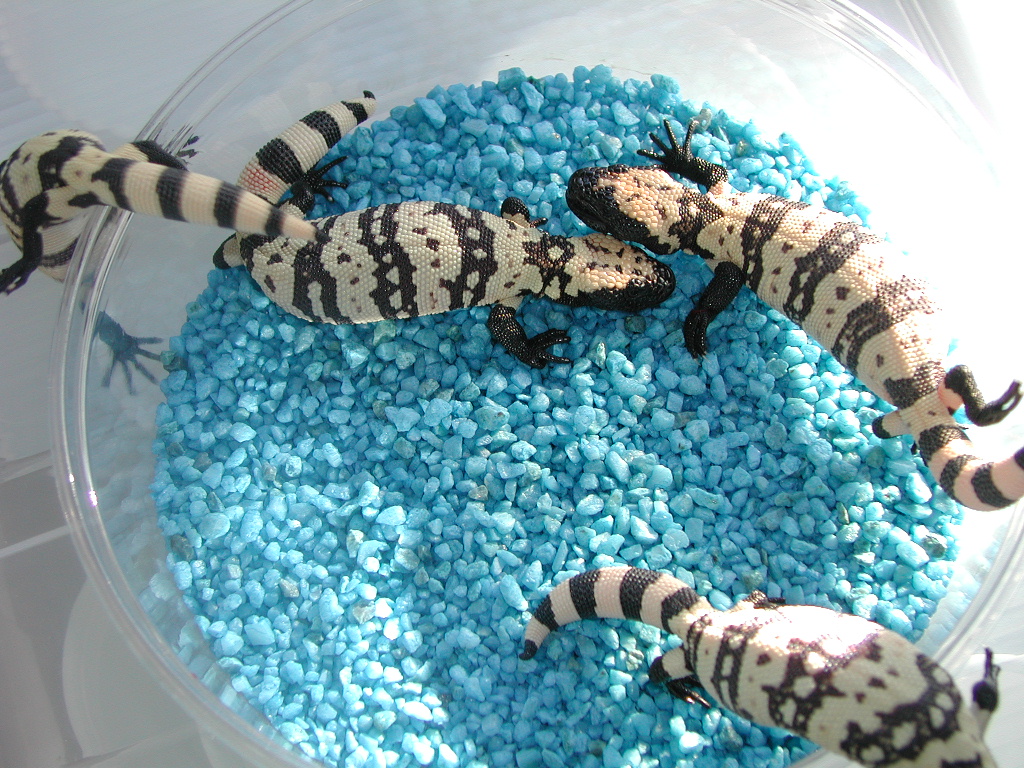 yr2002 Utah Banded Gila hatchlings