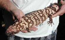 banded female