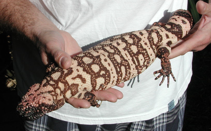 banded female