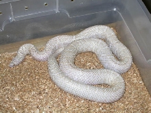 male pearly snow brooksi