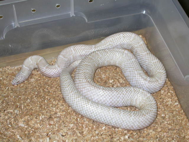 male pearly snow brooksi