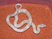 Snow Honduran male #1