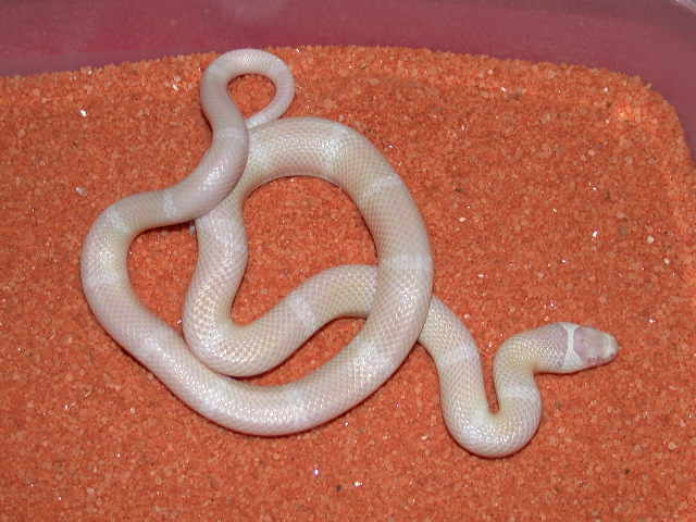 Snow Honduran male #1