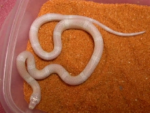 Snow Honduran male #2