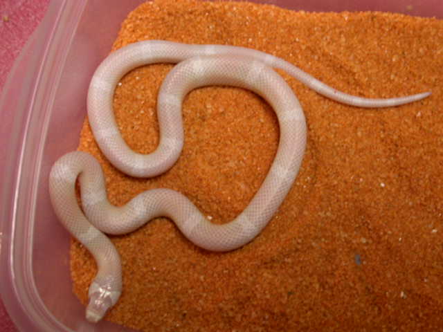Snow Honduran male #2