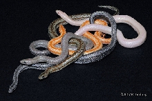 Snow   Anerythristic   Albino Coastal Rosy Boas