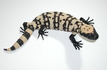 yr2005 Utah Banded Gila Monster #22