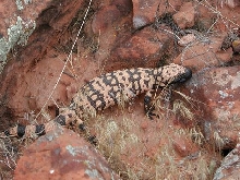 Utah Banded Gila Monster