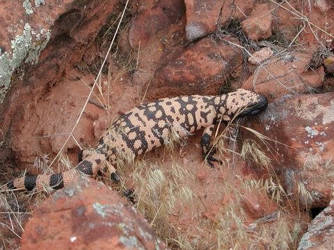 Utah Banded Gila Monster