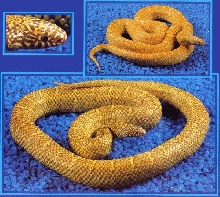 Lavender Albino Brook's Kingsnake