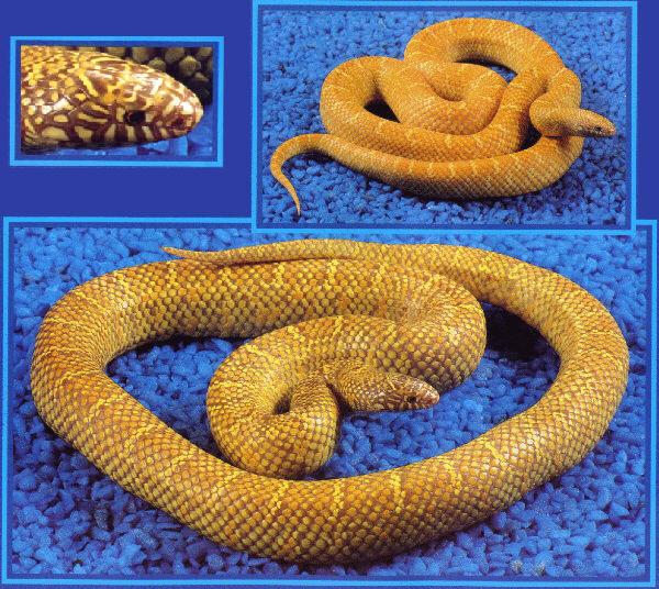 Lavender Albino Brook's Kingsnake