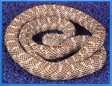 Axanthic Brook's Kingsnake