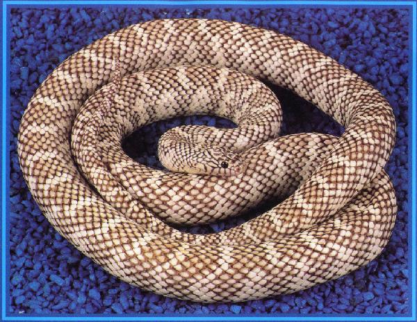 Axanthic Brook's Kingsnake