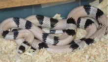 Ghost Honduran Milk Snake