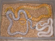 lavender albino, axanthic, pearly snow brooksi group photo