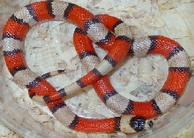 Tri-color Hypo Honduran #1