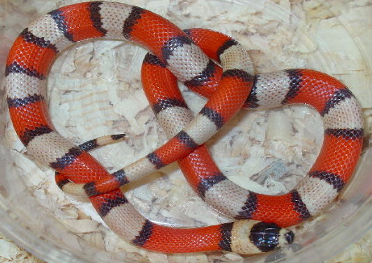 Tri-color Hypo Honduran #1