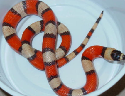 Tri-color Hypo Honduran #2