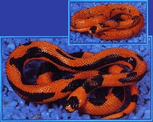 striped and vanishing Hondurans