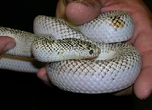 White-sided Axanthic Brook's Kingsnake