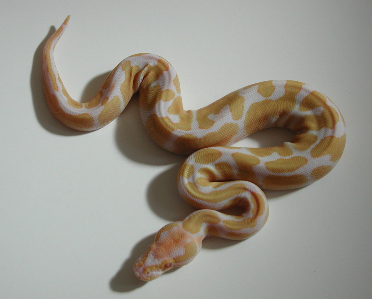 yr2005 Female Albino Ball Python #01