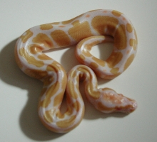 yr2005 Male Albino Ball Python #02