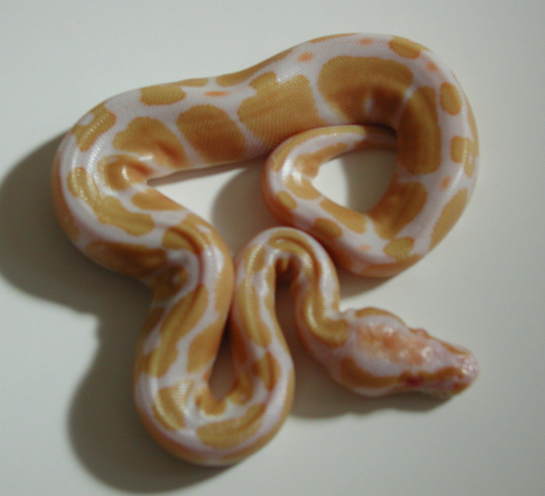 yr2005 Male Albino Ball Python #02