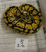 yr2005 Female Pastel Ball Python #5a