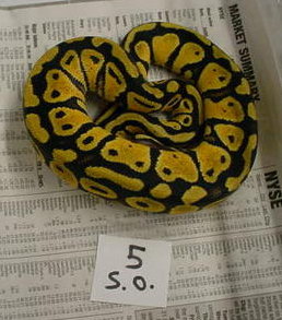 yr2005 Female Pastel Ball Python #5a